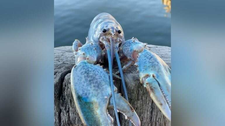 Ultra-rare cotton candy-coloured lobster found in Casco Bay, US Ultra-rare cotton candy-coloured lobster found in Casco Bay, US