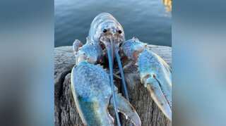 Ultra-rare cotton candy-coloured lobster found in Casco Bay, US
