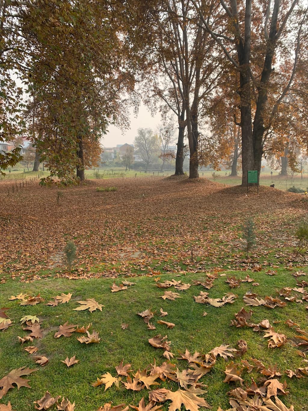 Autumn in Kashmir, Valley turns red as tourists throng to witness colour changes