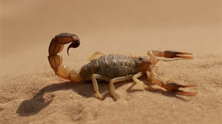 500 people feel sting as rare storm brings scorpions’ flood in Egypt 500 people feel sting as rare storm brings scorpions’ flood in Egypt