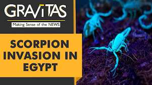 Gravitas: Biblical Plague? 503 people stung by Scorpions in Egypt