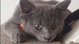 Cat born with four ears takes internet by storm