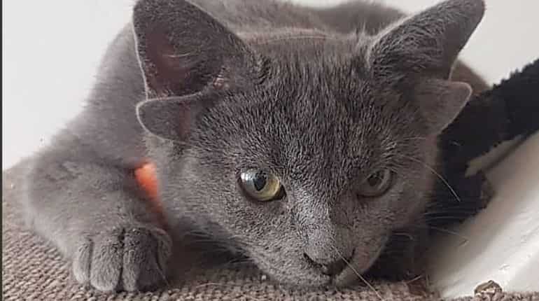 Cat born with four ears takes internet by storm