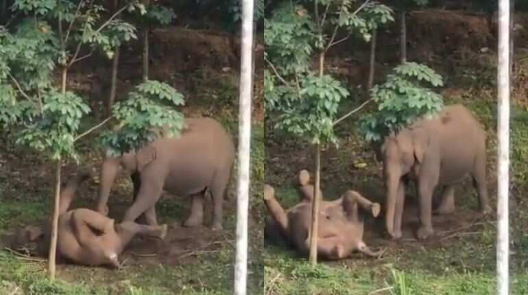 Watch: This mom elephant is trying to revive offspring struck down by electric wire in India Watch: This mom elephant is trying to revive offspring struck down by electric wire in India