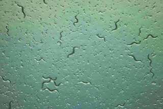 Even a worm can make decisions, says a study