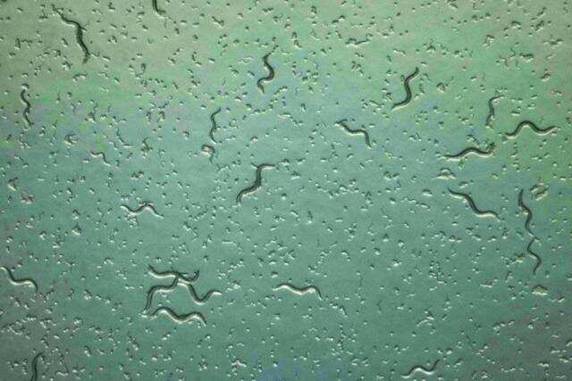 Japanese scientists use genetically modified worm to detect cancer