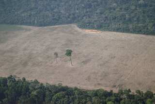 Brazil: Deforestation in Amazon rainforest hits record January high