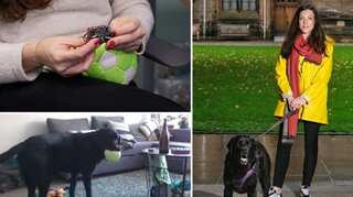 Now, dogs can call their owners for a chat anytime