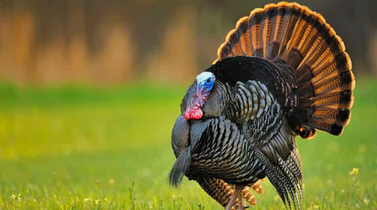 Rise of the wild turkeys: US residents ‘terrorised’ as birds run riot across towns Rise of the wild turkeys: US residents ‘terrorised’ as birds run riot across towns