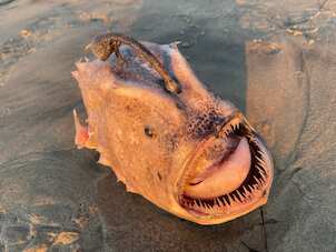 ‘Ultra-rare deep-sea’ footballfish washes ashore California beach