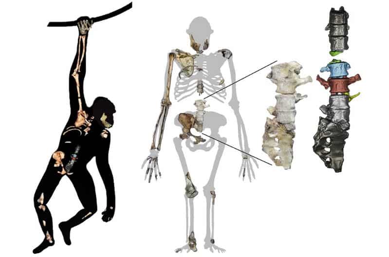Spine reveals ancient human relative climbed like apes, walked like us