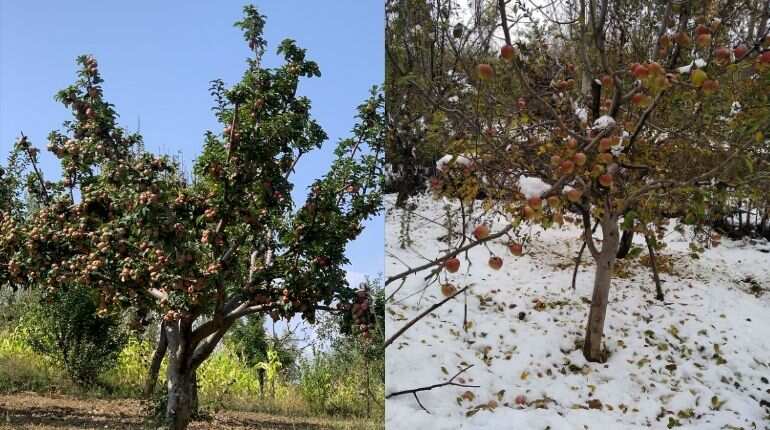 Kashmir: Apple orchards might not sustain climatic changes, farmers losing upto 40 percent crop every year