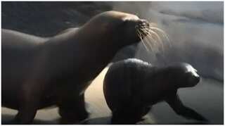 Sea lions use whiskers to sense world around them, just like human fingers