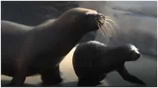 Sea lions use whiskers to sense world around them, just like human fingers
