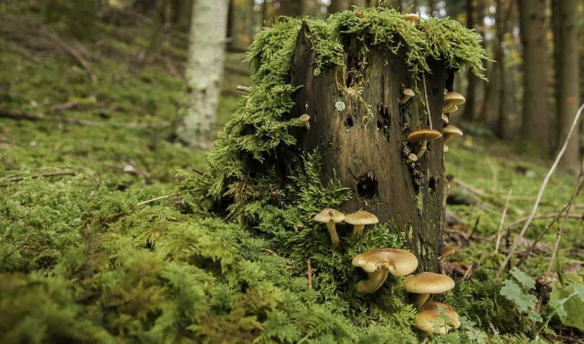For the first time, scientists attempt to map world's underground fungal life