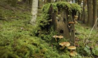 For the first time, scientists attempt to map world's underground fungal life