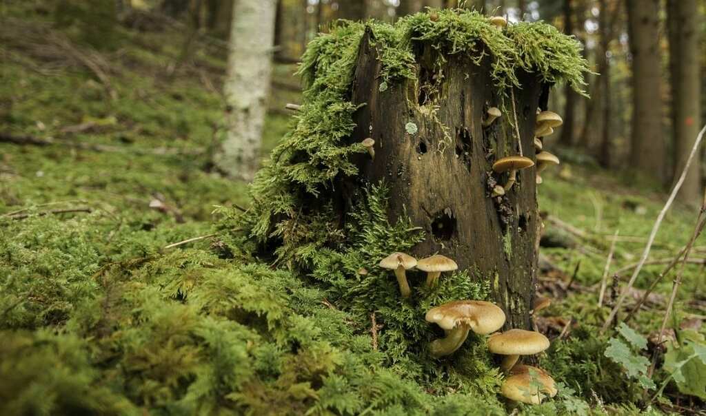 For the first time, scientists attempt to map world's underground fungal life