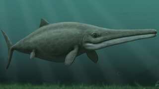 Kyhytysuka: A pure carnivorous 'fish lizard' from 130 million years ago discovered