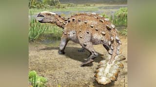 Battle axe for a tail? Scientists discover unique 'weaponised' dinosaur