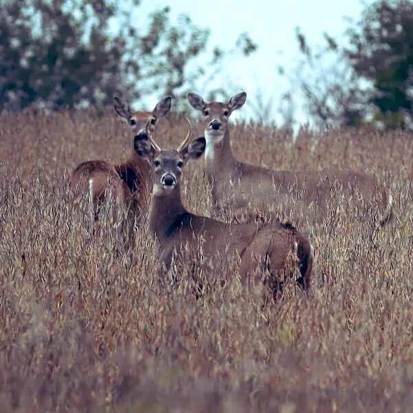 In a first, three white-tailed deer test positive for Covid in Canada In a first, three white-tailed deer test positive for Covid in Canada