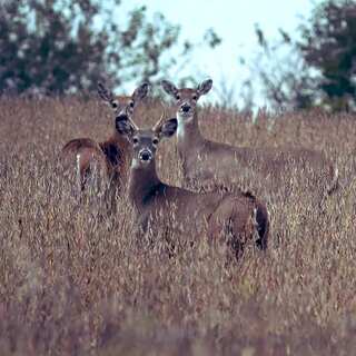 In a first, three white-tailed deer test positive for Covid in Canada