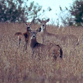 In a first, three white-tailed deer test positive for Covid in Canada