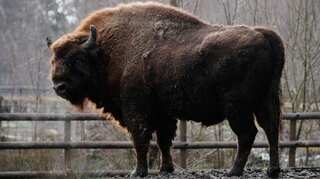 US national park to cull around 900 bison to check spread of bacterial disease brucellosis  