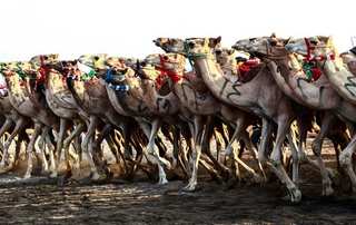 Over 40 camels barred from Saudi ‘beauty’ pageant over use of Botox, touch-ups