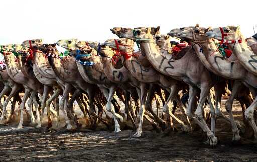 Over 40 camels barred from Saudi ‘beauty’ pageant over use of Botox, touch-ups