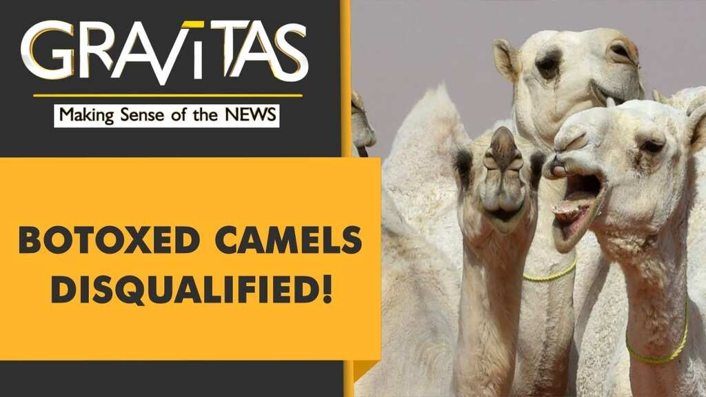 Gravitas: Saudi festival disqualifies 40 botoxed camels