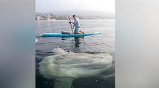 Off California coast in US, paddleboarders witness massive sunfish