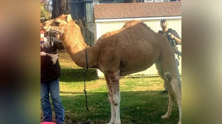 Camel’s day out? Animal moves around town in US state after escaping Christmas Nativity scene