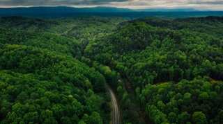 Study shows that away from human touch, tropical forests can regenerate in 20 years