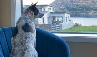 'Million Dollar Munchkin': Australian couple plans to charter private jet for dog stranded by Covid rules