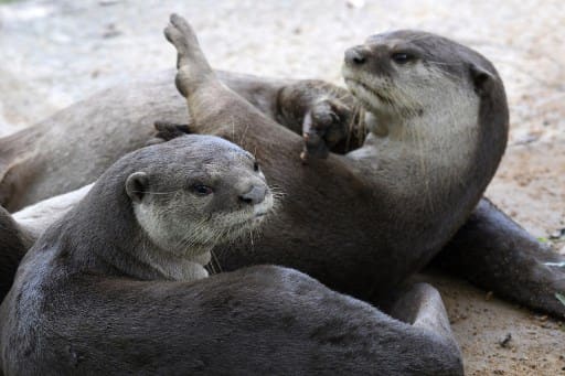 ‘I thought I was going to die’: Man claims he was attacked by otters in Singapore