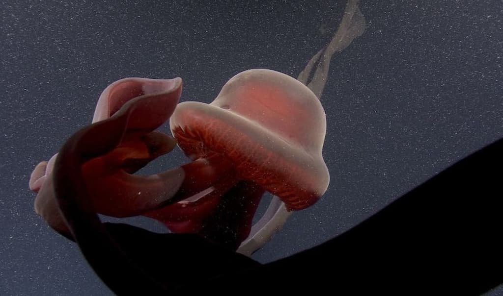 Watch: Extremely rare deep-sea sighting of giant phantom jellyfish, with bizarre ribbon-like mouth arms