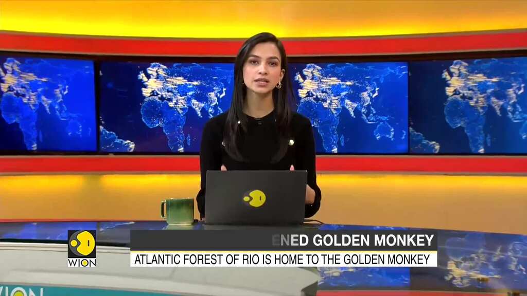 Busy highway posing a risk of isolating endangered Golden Lion Tamarins in Rio de Janeiro