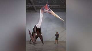 This dino-vertebrate was able to fly immediately after hatching