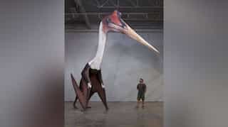 This dino-vertebrate was able to fly immediately after hatching