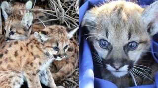 Rescued mountain lion kittens to go to zoo after recovery in US hospital