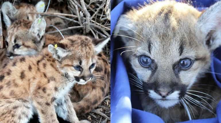 Rescued mountain lion kittens to go to zoo after recovery in US hospital