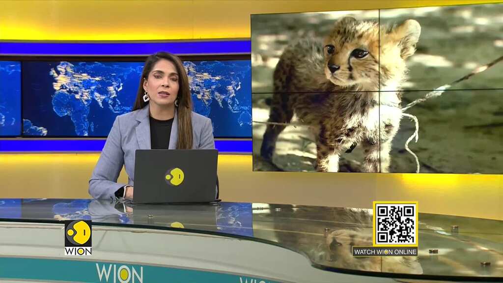 Cheetah cubs in Somaliland fight against animal trafficking and global warming