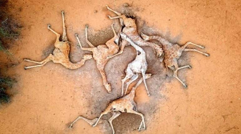 Drought in Kenya: Horrific images show dead giraffes who starved to death Drought in Kenya: Horrific images show dead giraffes who starved to death