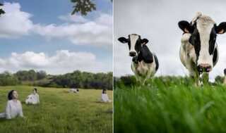South Korean dairy firm sorry over questionable advert portraying women as cows: 'We bow our heads in apology'