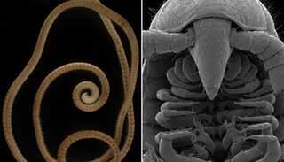 World's leggiest creature, a millipede with 1,306 legs, discovered in Australia