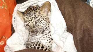 Under presumption of ‘kittens’, Indian farmer rescues leopard cubs