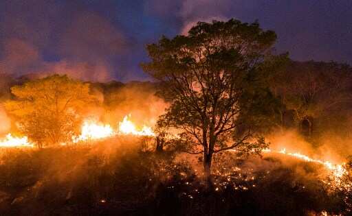 17 million animals killed in 2020 ‘apocalyptic’ wildfires in Brazil, say scientists