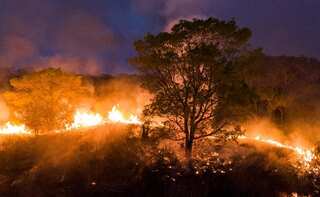 17 million animals killed in 2020 ‘apocalyptic’ wildfires in Brazil, say scientists