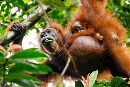 In Orangutan parenting, the kids can get their own dinner In Orangutan parenting, the kids can get their own dinner