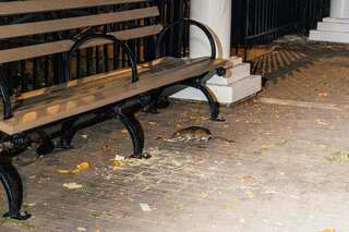 Could Oreo cookies solve New York’s rat problem?